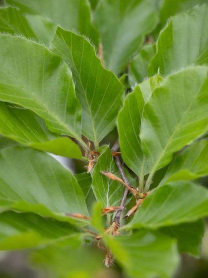 Fagus sylvatica 'Dawyck'
