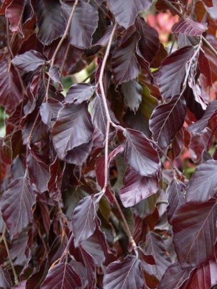Fagus sylvatica 'Purple Fountain'
