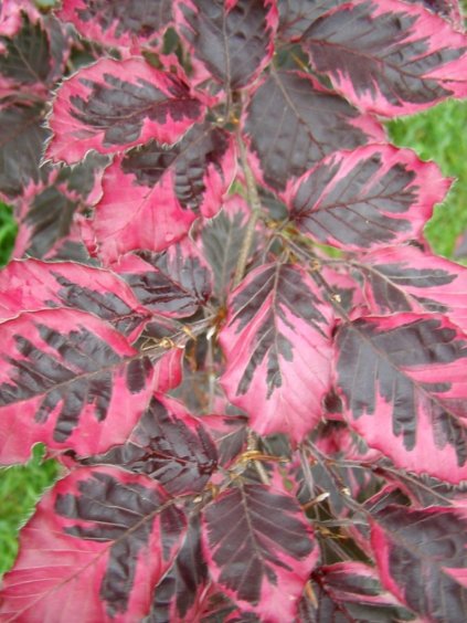 Fagus sylvatica 'Tricolor'
