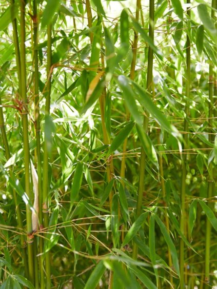 Fargesia robusta 'Pingwu'