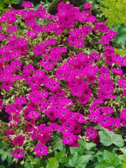 Geranium cinereum 'Guiseppe'