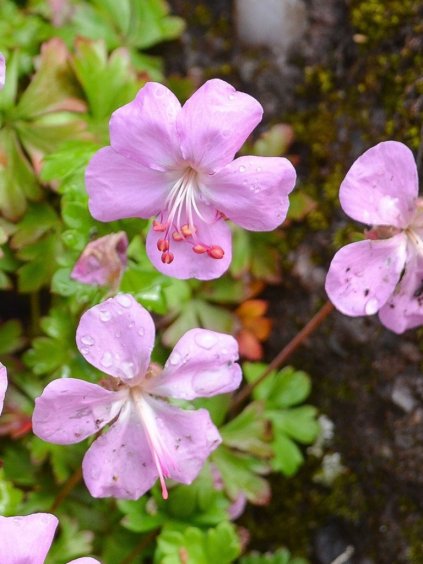 Geranium dalmaticum