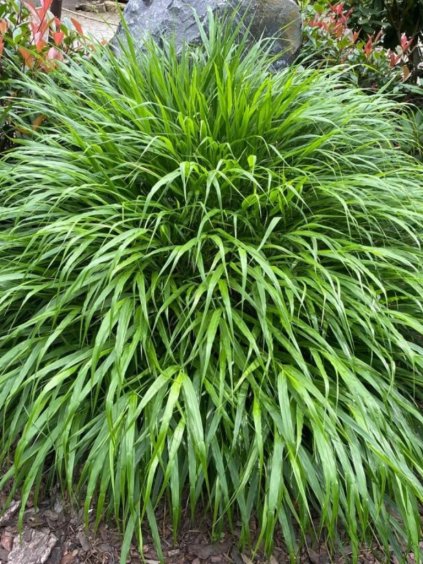 Hakonechloa macra