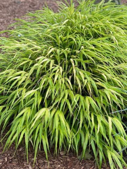 Hakonechloa macra 'Aureola'
