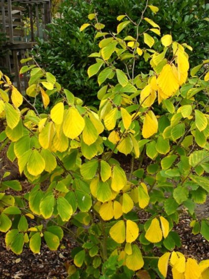 Hamamelis intermedia 'Arnold Promise'
