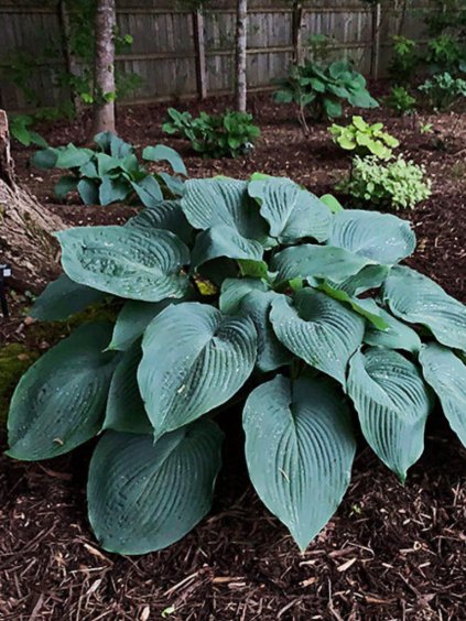 Hosta 'Blue Angel'