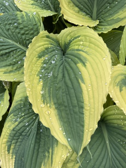Hosta 'Bridal Falls'