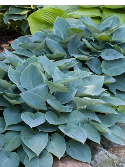 Hosta 'Canadian Blue'