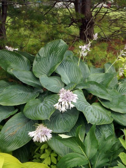 Hosta 'Empress Wu'®