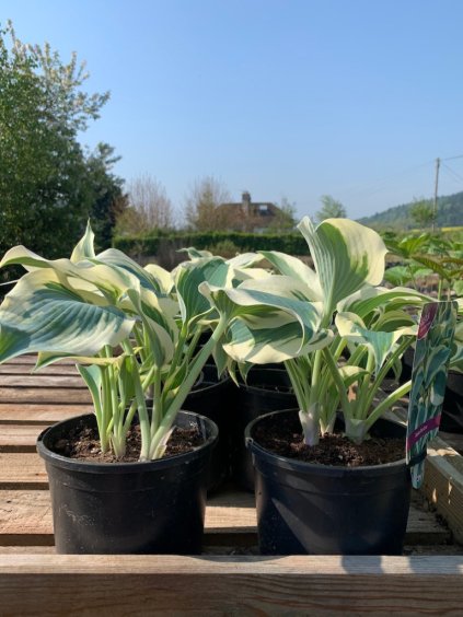 Hosta 'Firn Line'