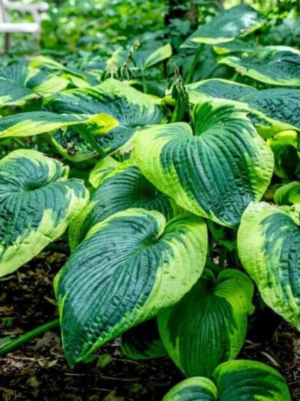 Hosta 'Frances Williams'