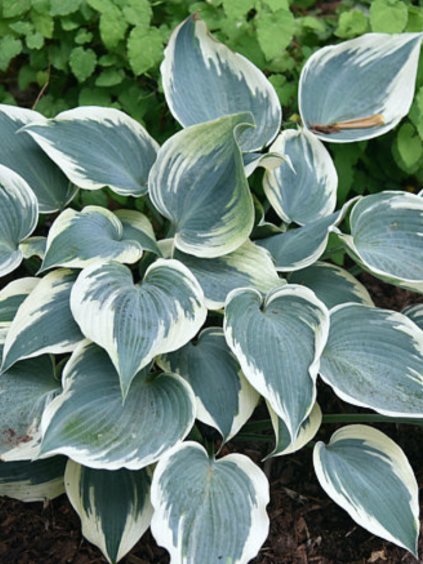 Hosta 'Great Escape'
