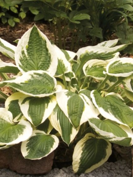 Hosta 'Patriot'