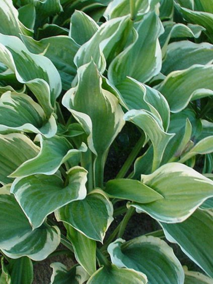 Hosta 'Regal Splendor'