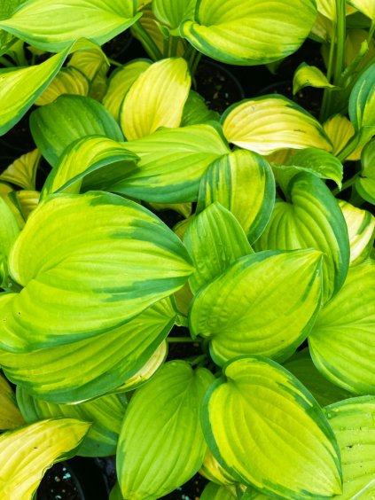 Hosta 'Stained Glass'