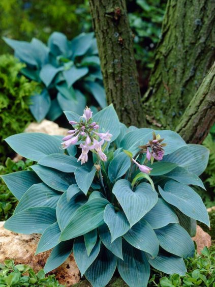 Hosta tardiana 'Halcyon'