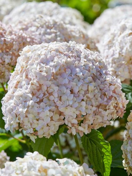 Hydrangea arbor. 'Candybelle Marshmallow'®
