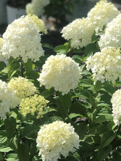 Hydrangea paniculata 'Bobo'®