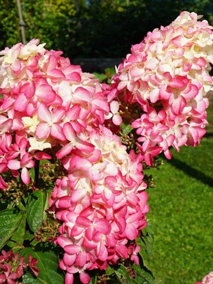Hydrangea paniculata 'Fraise Melba'®
