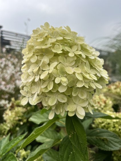 Hydrangea paniculata 'Limelight'®
