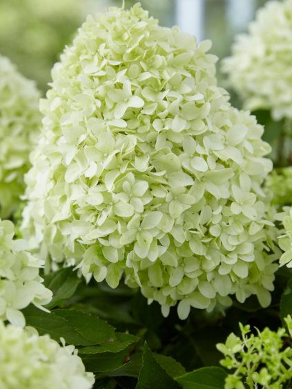 Hydrangea paniculata 'Little Spooky'