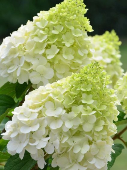 Hydrangea paniculata 'Polar Bear'®