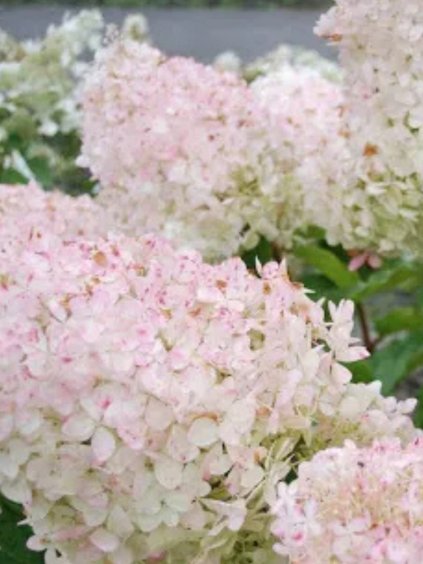 Hydrangea paniculata 'Silver Dollar'