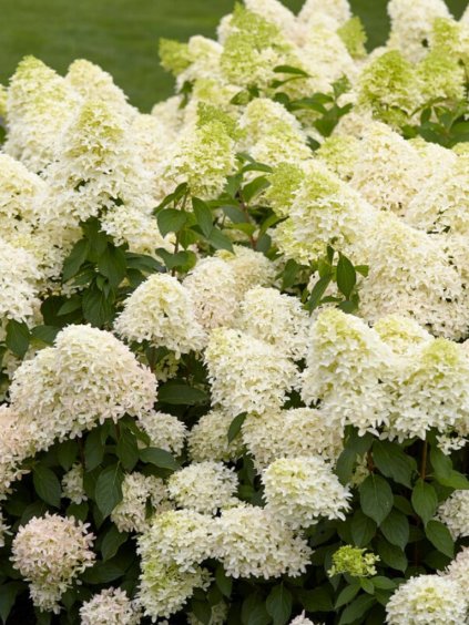 Hydrangea paniculata 'Skyfall'