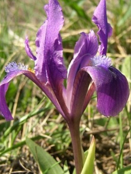 Iris pumila