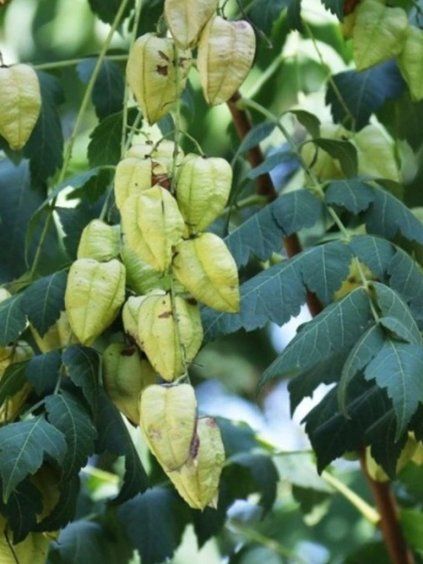Koelreuteria paniculata
