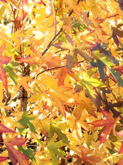 Liquidambar styraciflua 'Worplesdon'