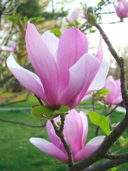 Magnolia 'Galaxy'