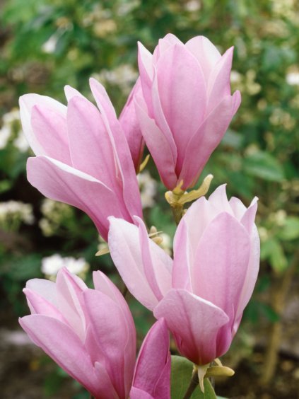 Magnolia 'George Henry Kern'