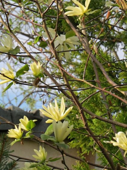 Magnolia 'Gold Star'