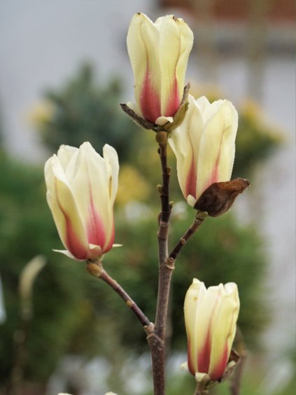 Magnolia 'Green Diamond'