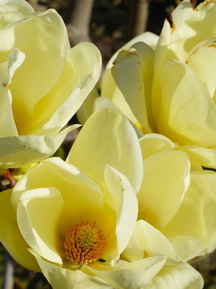 Magnolia 'Honey Tulip'®