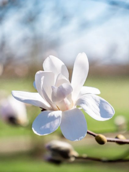 Magnolia loebneri 'Merrill'
