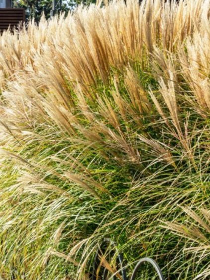 Miscanthus sinensis 'Adagio'