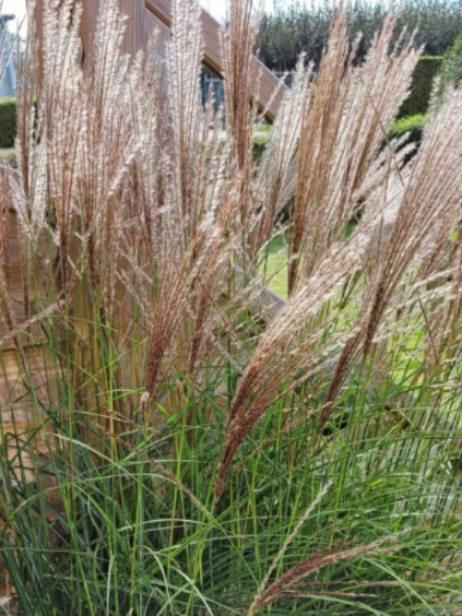 Miscanthus sinensis 'Kleine Silberspinne'
