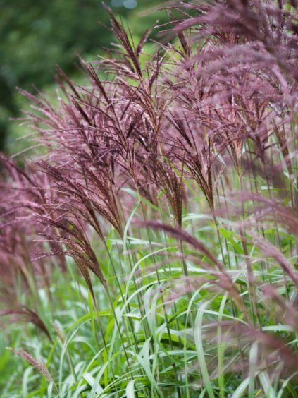 Miscanthus sinensis 'Malepartus'