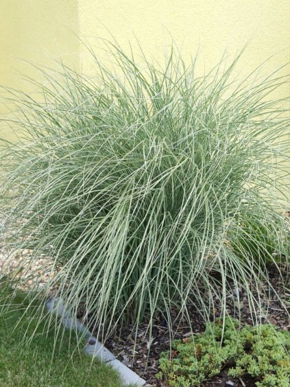 Miscanthus sinensis 'Morning Light'