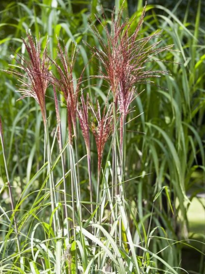 Miscanthus sinensis 'Puenktchen'