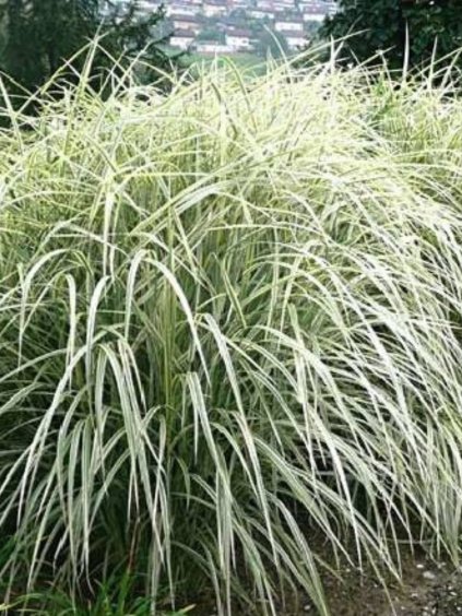 Miscanthus sinensis 'Variegatus'