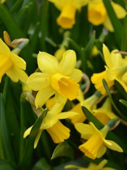 Narcissus cyclamenius 'Tete a Tete'
