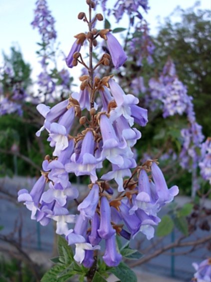 Paulownia tomentosa
