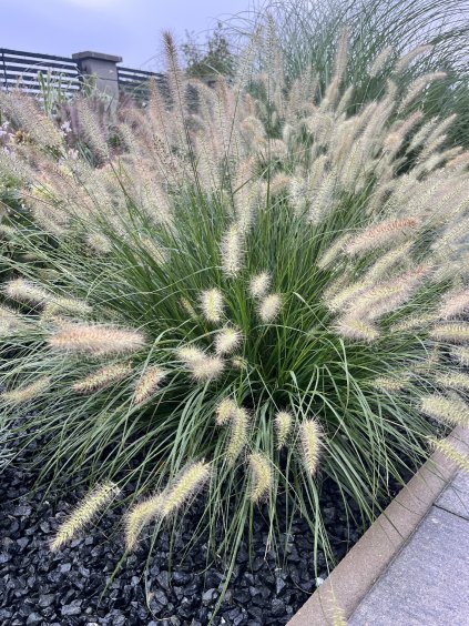 Pennisetum alopecuroides 'Hameln'