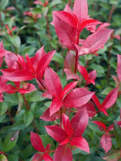 Photinia fraseri 'Carré Rouge'