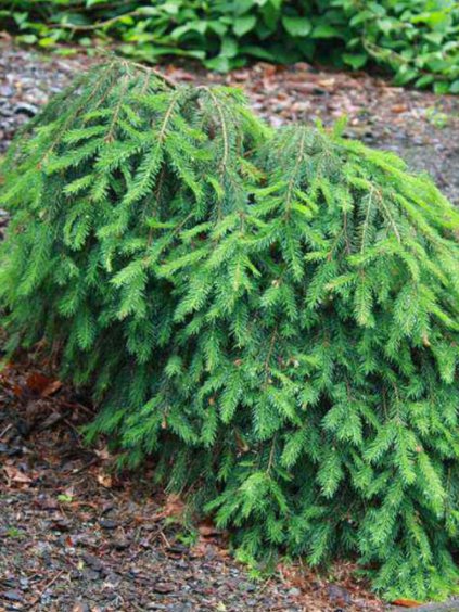 Picea abies 'Formanek'