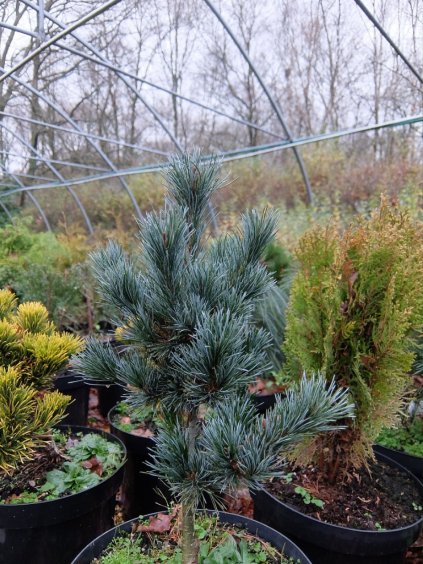 Pinus parviflora 'Negishi'