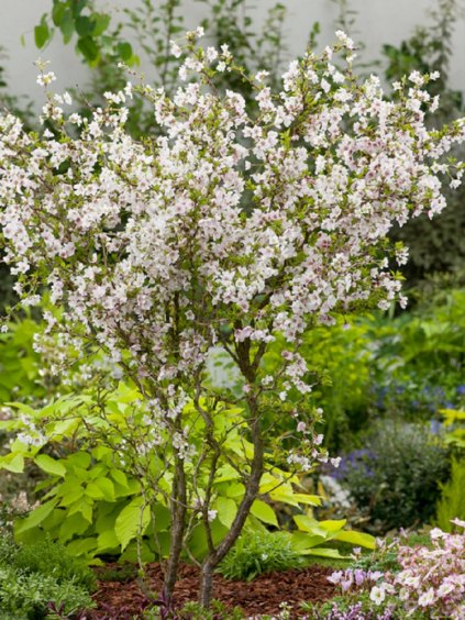Prunus incisa 'Kojou no mai'